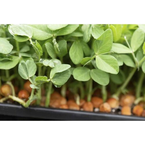 Sweet green pea seeds, ECO, Tendril