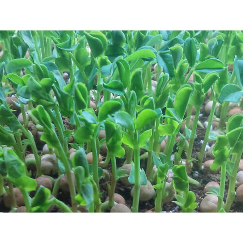 Sweet green pea seeds, ECO, Tendril