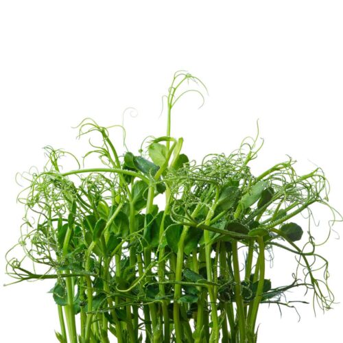 Sweet green pea seeds, ECO, Tendril