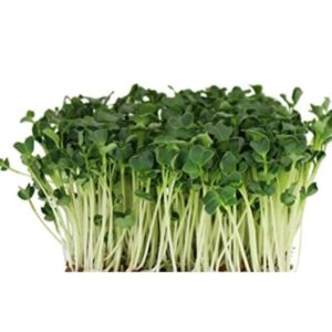 Radise Daikon grøn, Øko 250g,DK-ØKO-050:99718CIN0DM