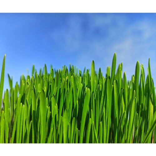 Organic Wheatgrass