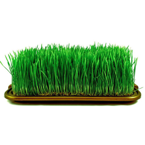 Organic Wheatgrass