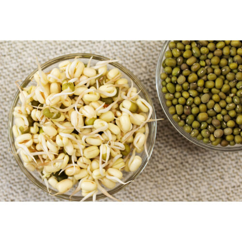 mung bean sprouts large 5