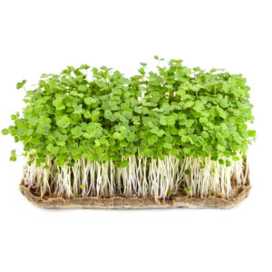 Rucola øko. frø, 1KG, DK-ØKO-050: 0105974CIN0EM